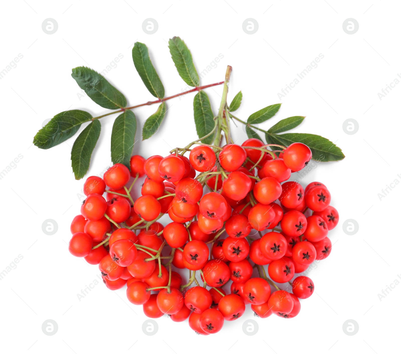 Photo of Bunch of ripe rowan berries with green leaves on white background, top view