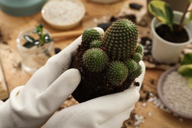 Woman with cactus at wooden table, closeup. Transplanting houseplants