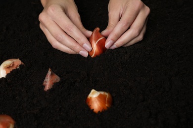 Photo of Woman planting tulip bulb into soil, closeup