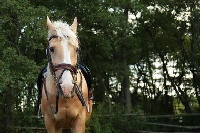 Photo of Palomino horse in bridle at green park