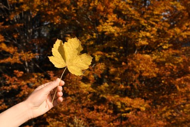 Photo of Woman holding beautiful leaf outdoors on autumn day, closeup. Space for text