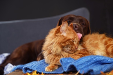 Cute cat and dog on wooden table at home. Warm and cozy winter