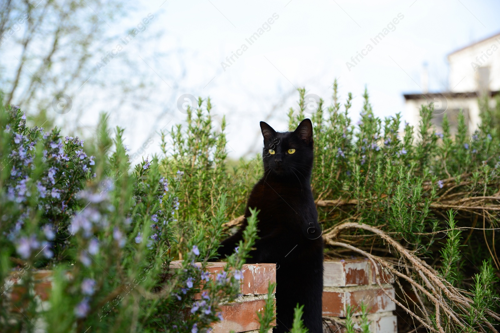 Photo of Beautiful black cat on old brick fence among blooming plants