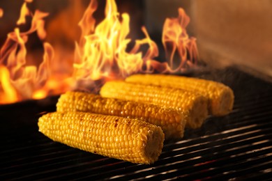 Cooking delicious fresh corn cobs on grilling grate in oven with burning firewood, closeup
