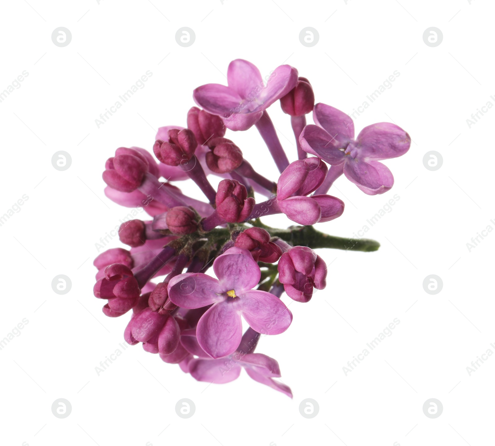 Photo of Beautiful purple lilac blossom isolated on white