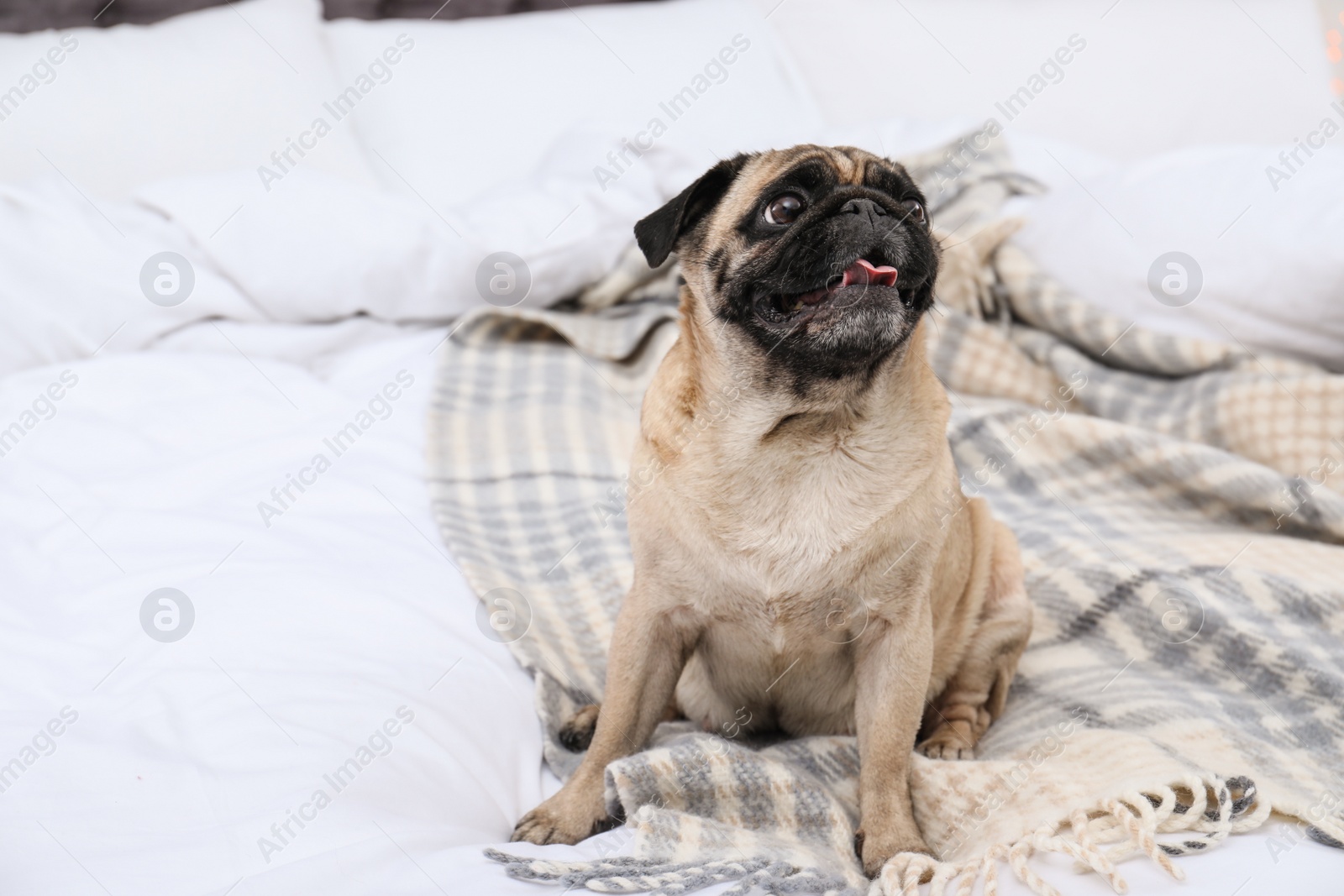 Photo of Happy cute pug dog on bed indoors