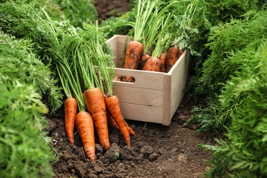 Photo of Wooden crate of fresh ripe carrots on field. Organic farming