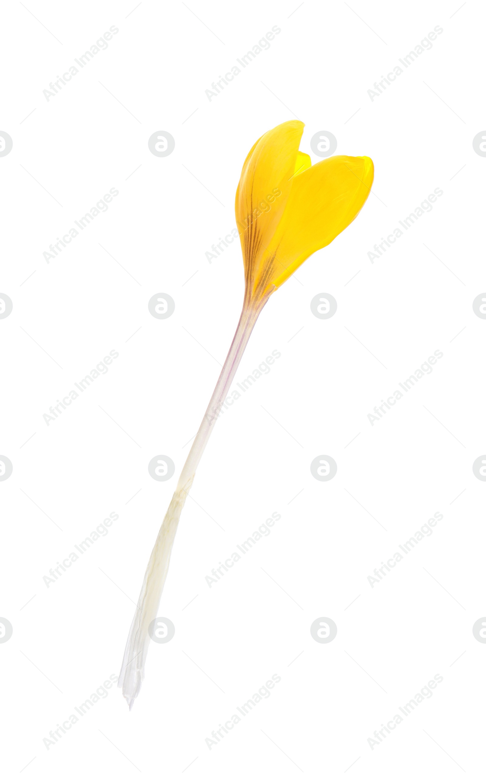 Photo of Beautiful yellow crocus flower isolated on white