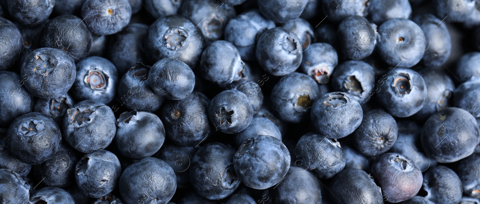 Image of Tasty fresh blueberries as background, closeup view. Banner design