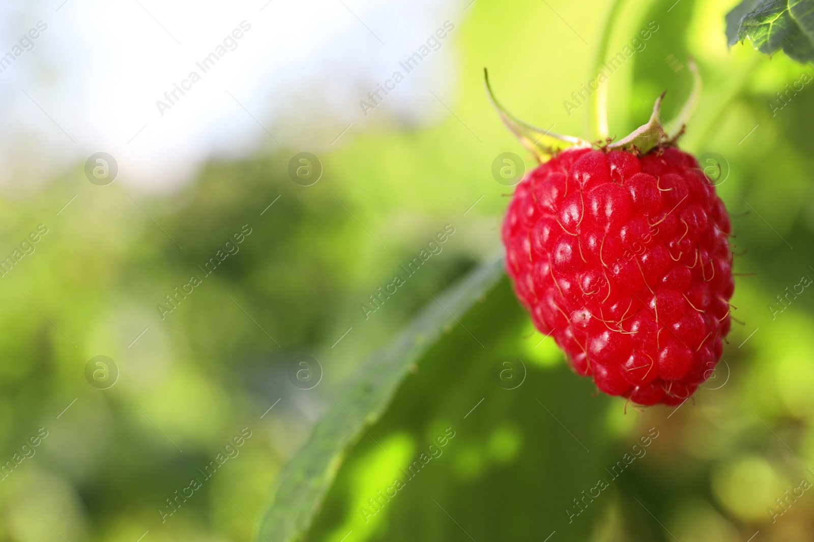 Photo of Red raspberry growing on bush outdoors, closeup. Space for text