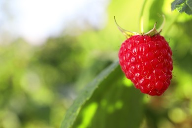 Photo of Red raspberry growing on bush outdoors, closeup. Space for text