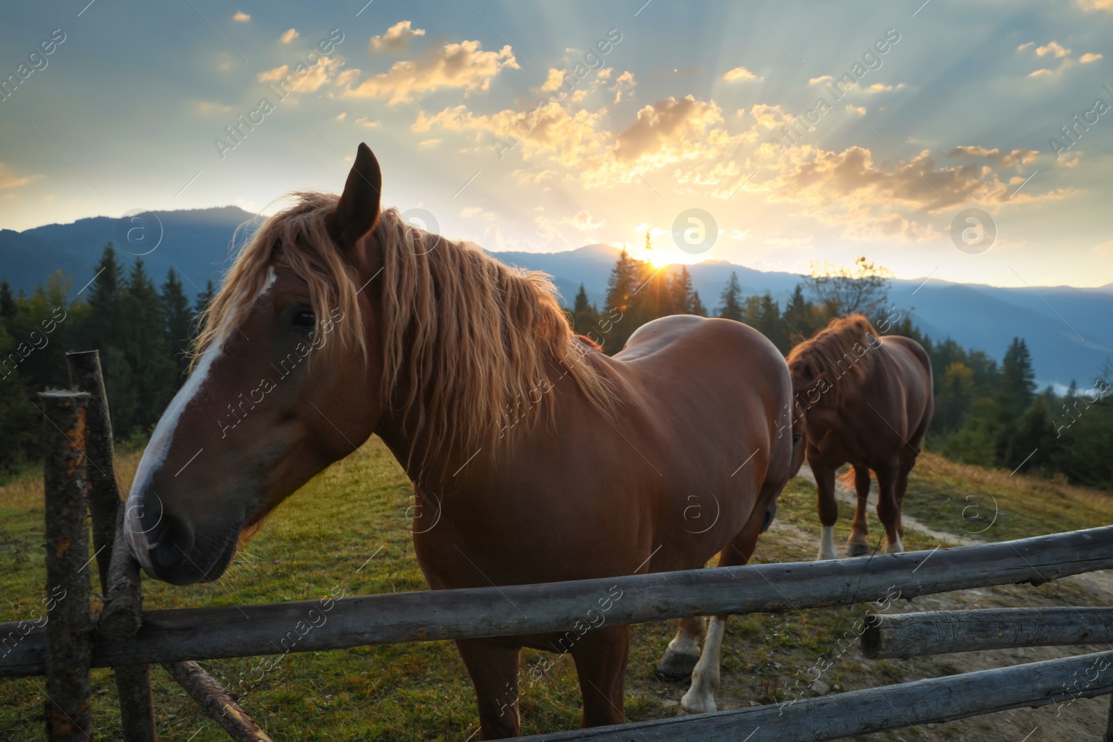 Photo of Beautiful horses near wooden fence in mountains at sunset