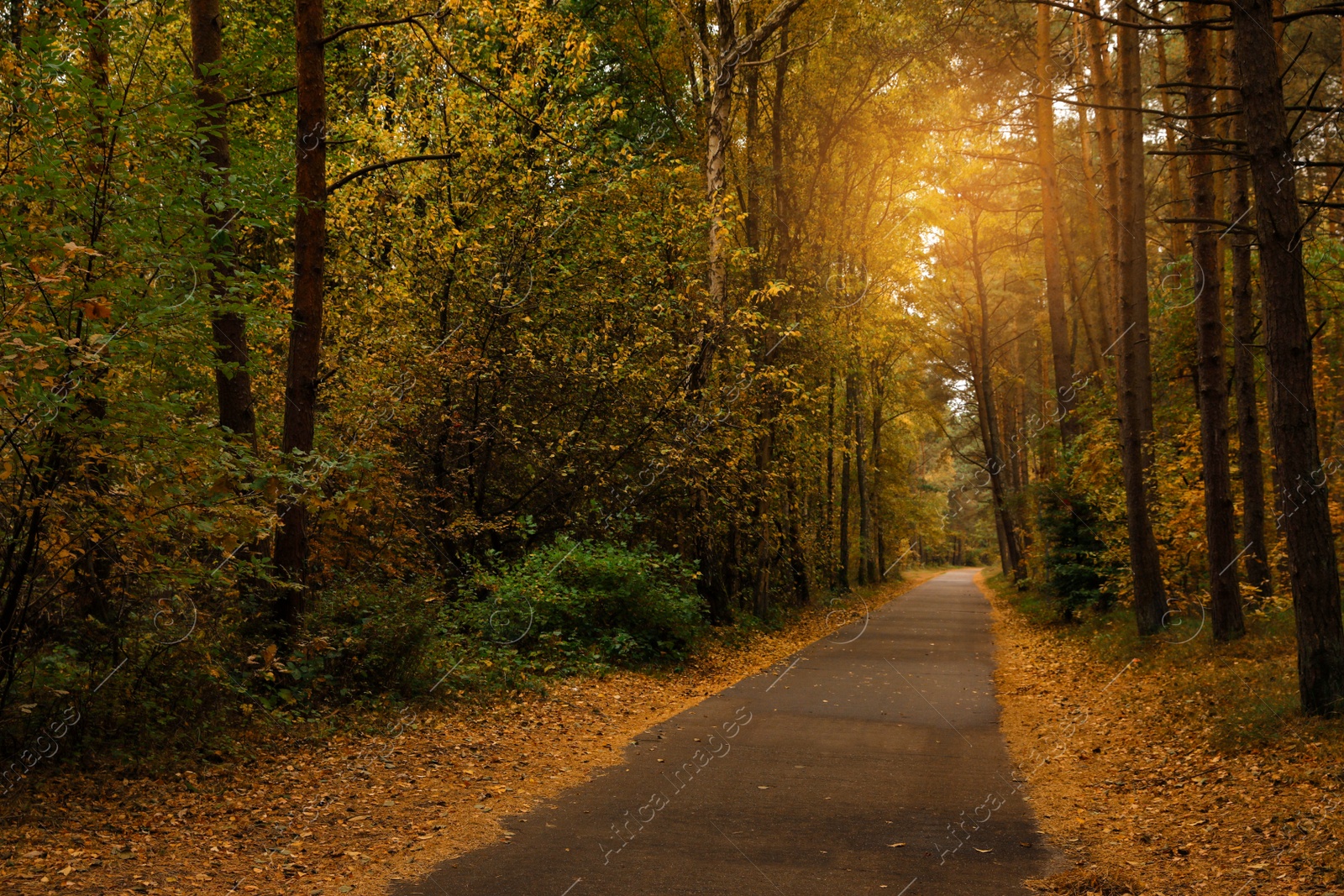 Photo of Pathway between many beautiful trees in autumn park