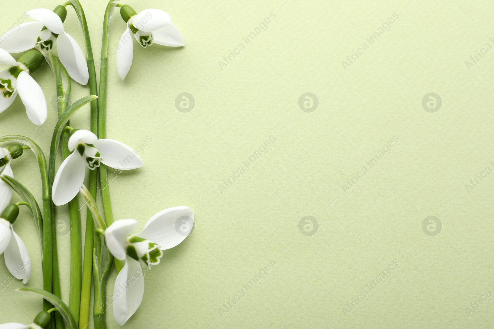 Photo of Beautiful snowdrops on light background, flat lay. Space for text