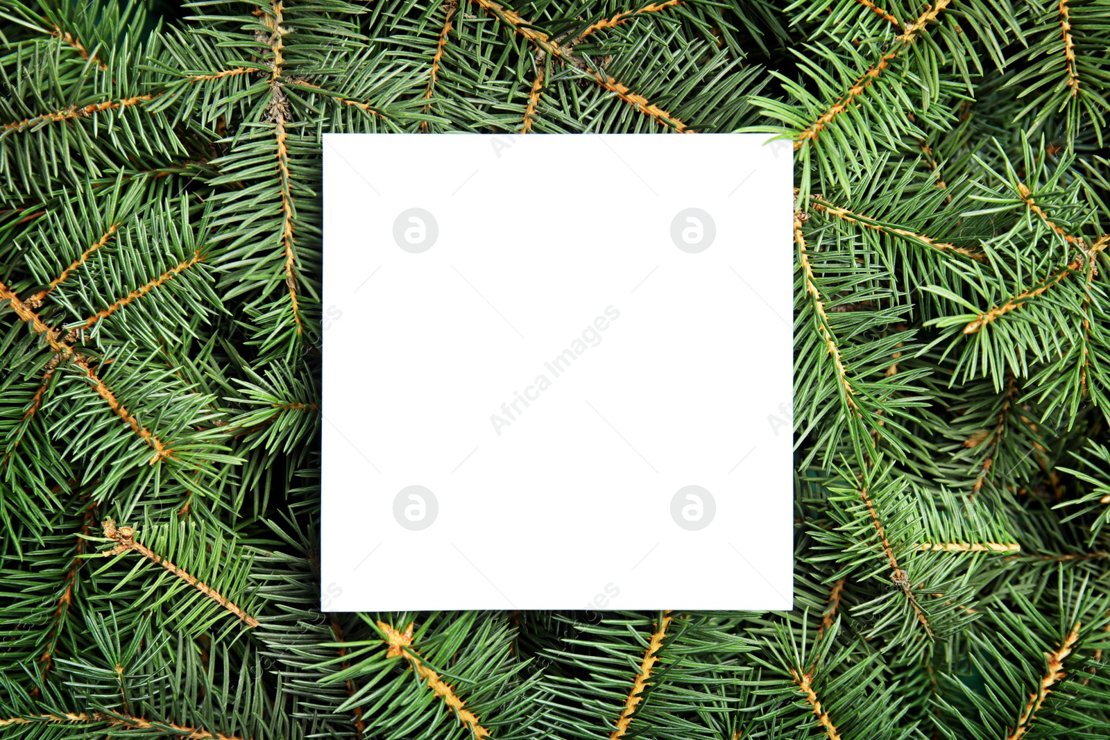 Photo of Blank paper sheet on Christmas tree branches as background