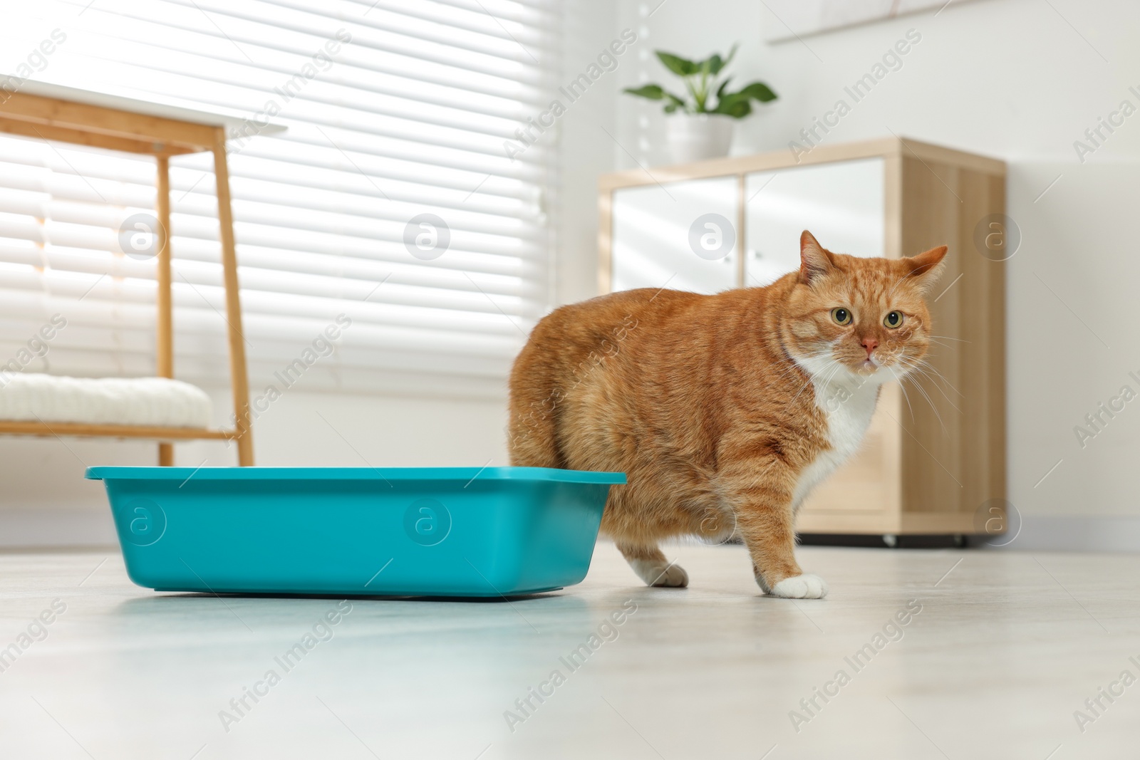 Photo of Cute ginger cat near litter box at home