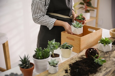 Photo of Woman with different beautiful succulents at wooden table indoors, closeup