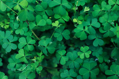 Beautiful clover leaves outdoors, top view. St. Patrick's Day symbol