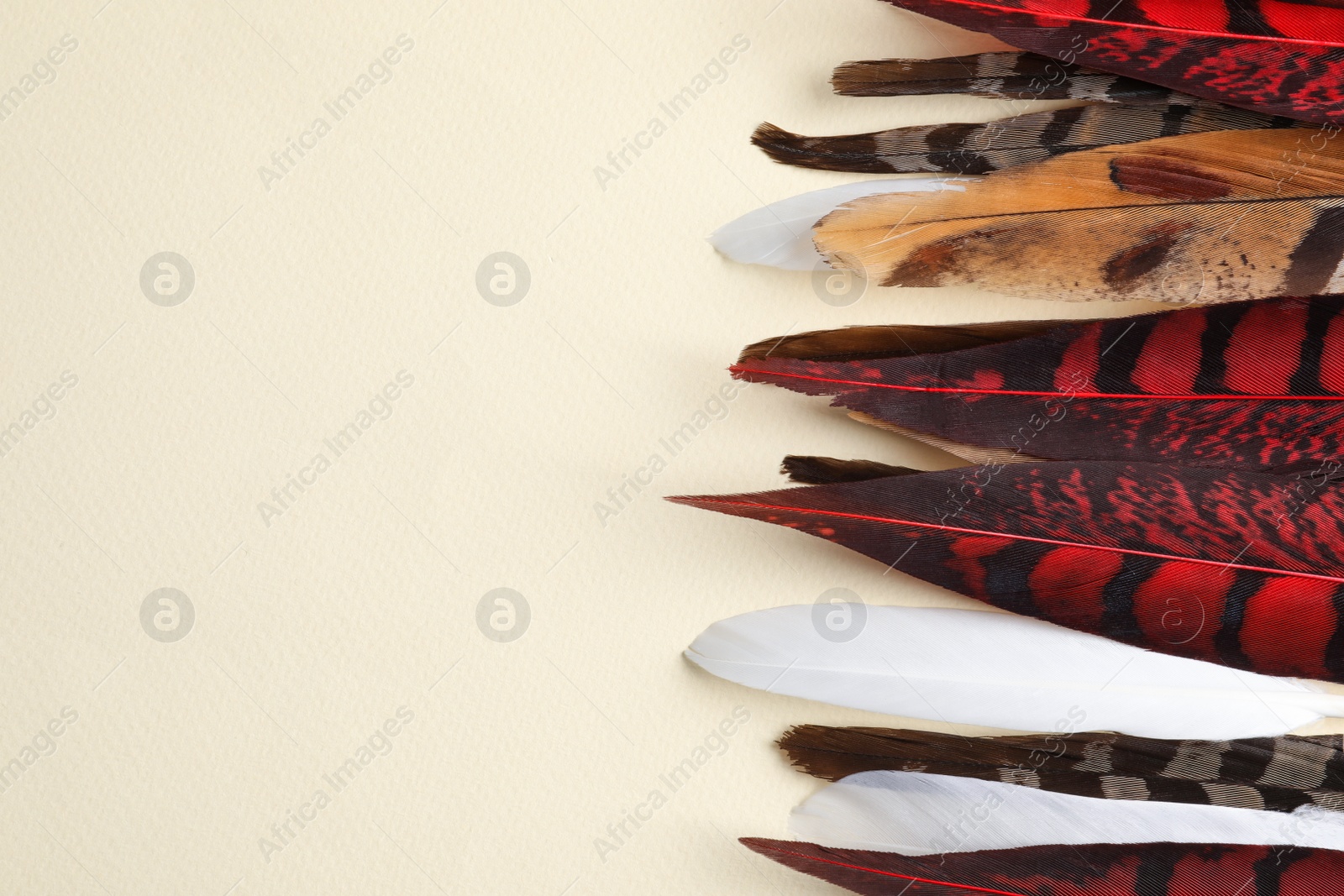 Photo of Many beautiful bird feathers on beige background, flat lay. Space for text