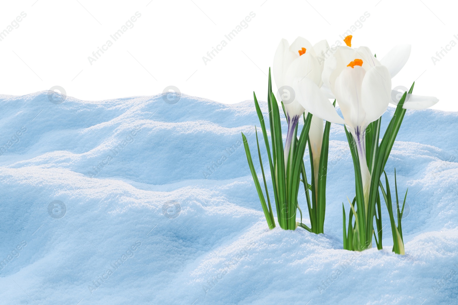 Image of Beautiful crocuses growing through snow against white background. First spring flowers