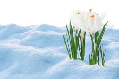 Beautiful crocuses growing through snow against white background. First spring flowers