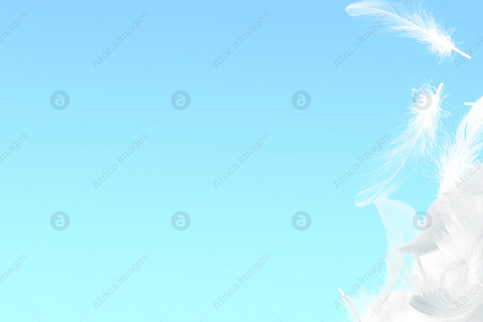 Image of Fluffy bird feathers in air on light blue background, space for text