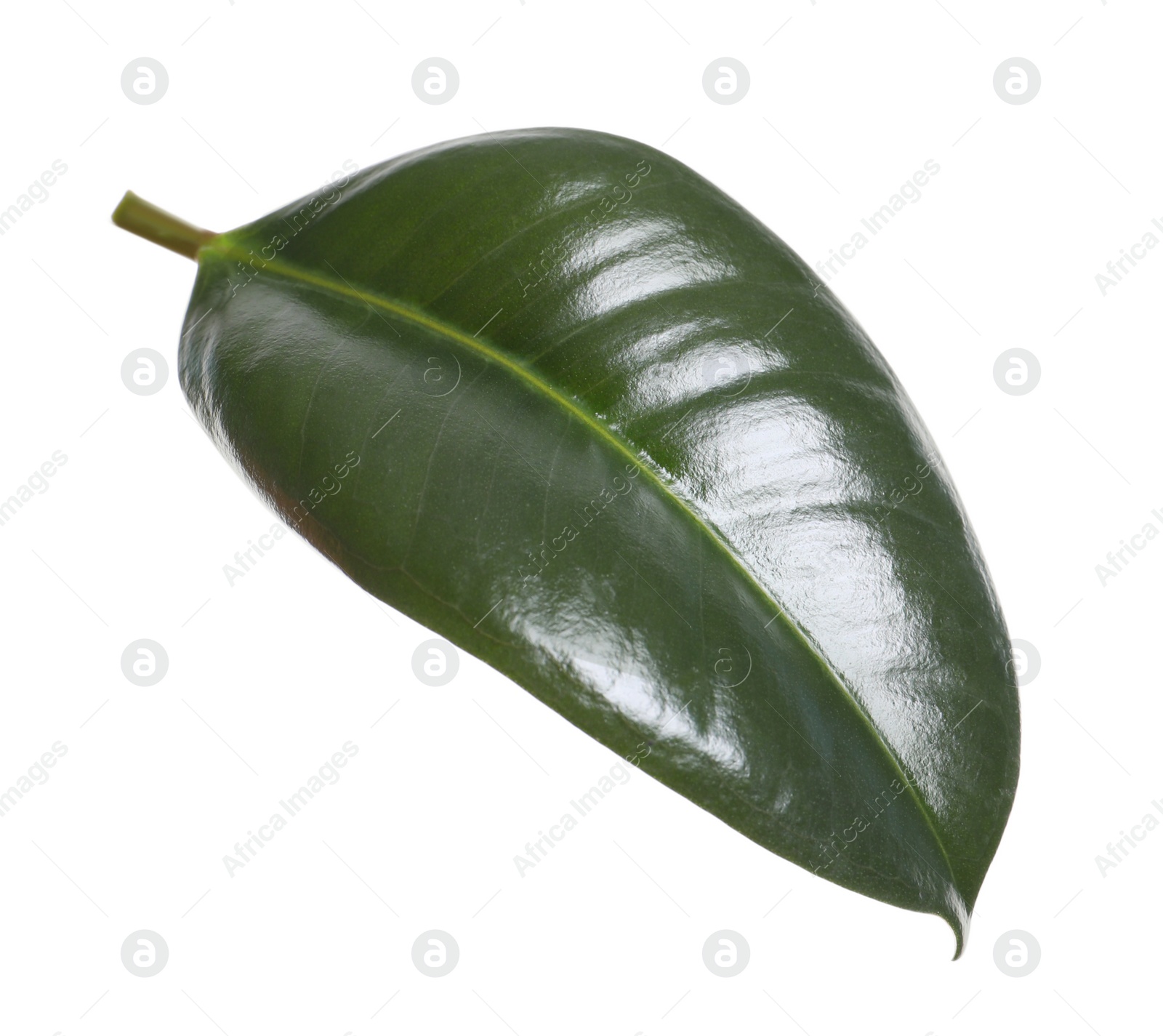 Photo of Fresh green leaf of Ficus elastica plant isolated on white