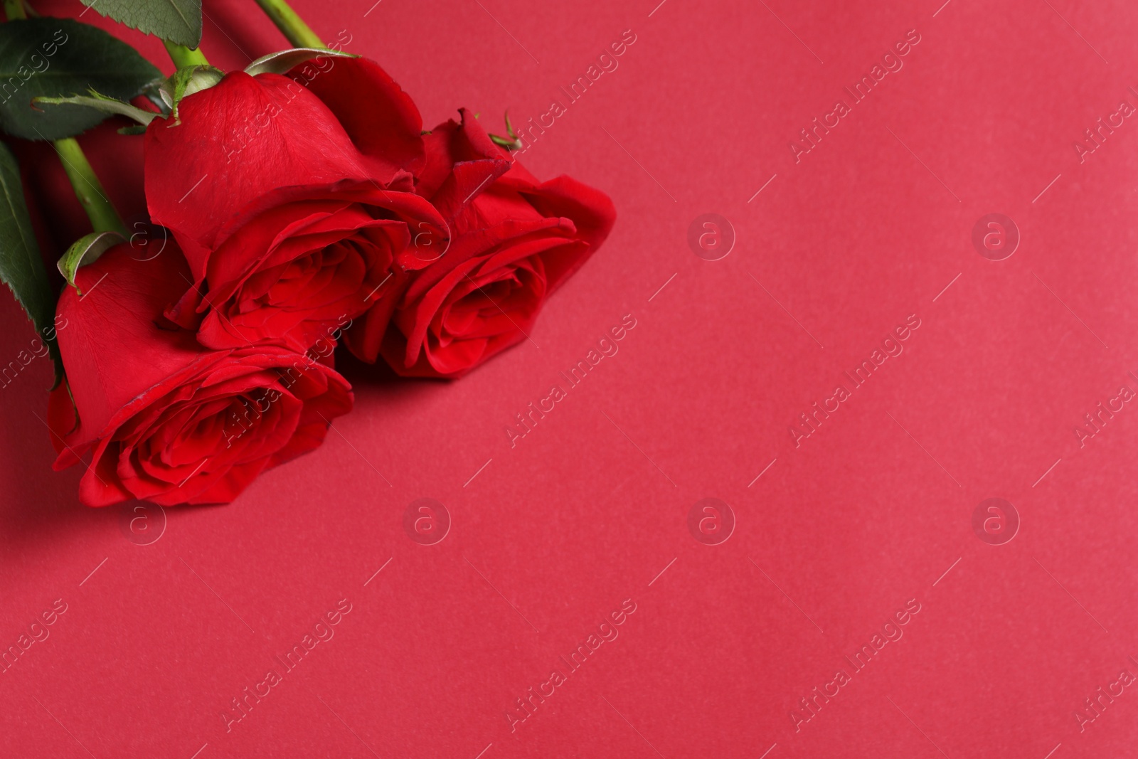 Photo of Beautiful roses on red background, above view. Space for text