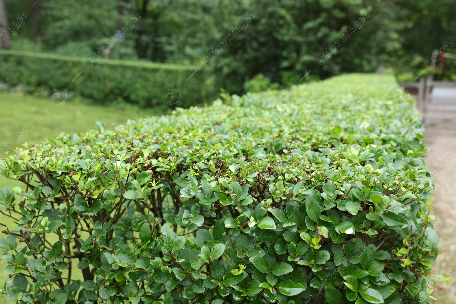 Photo of Beautiful green boxwood hedge outdoors. Landscape design