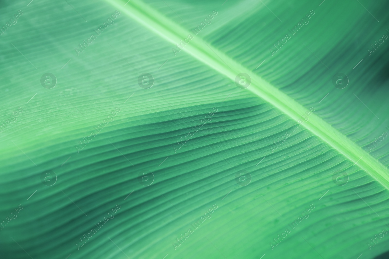 Photo of Closeup view of fresh green banana leaf as background