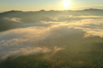 Beautiful landscape with thick mist and forest in mountains. Drone photography