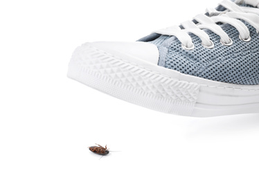 Photo of Person crushing cockroach with feet on white background, closeup. Pest control