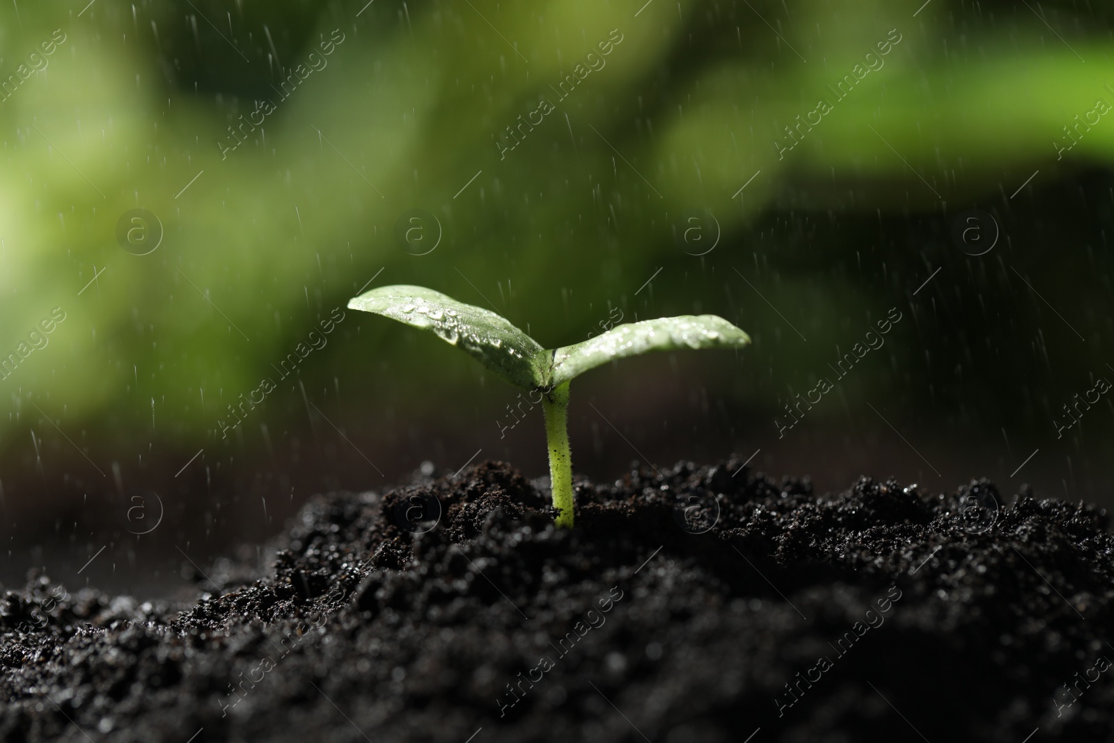 Photo of Young seedling in fertile soil under rain