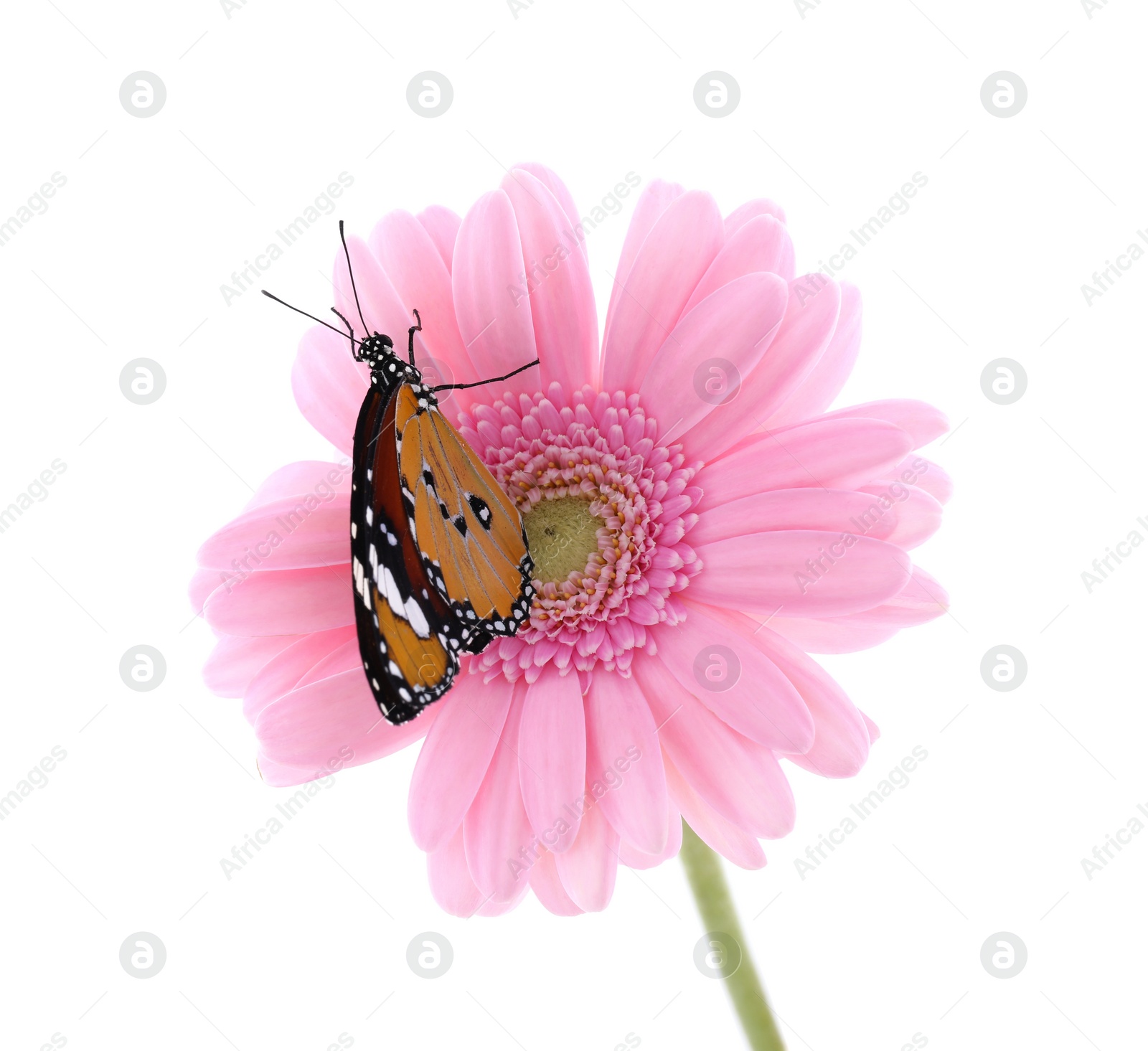 Photo of Flower with beautiful painted lady butterfly isolated on white