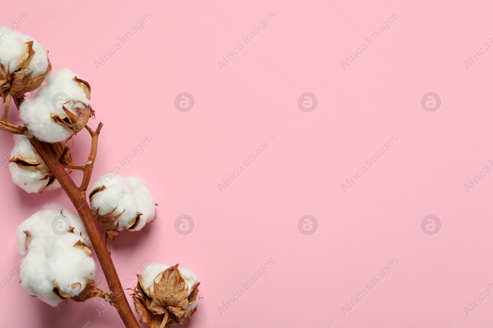 Photo of Dried cotton branch with fluffy flowers on pink background, top view. Space for text