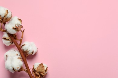 Dried cotton branch with fluffy flowers on pink background, top view. Space for text