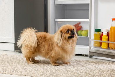Photo of Cute Pekingese dog near open refrigerator in kitchen