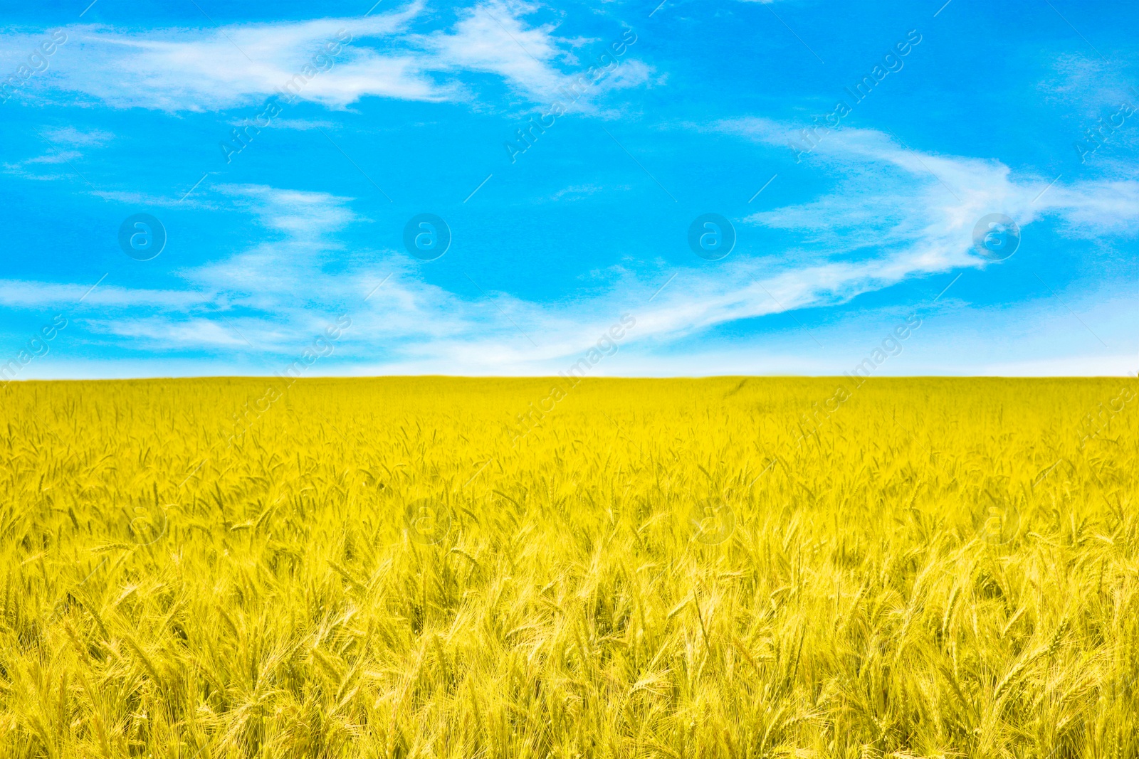 Image of Ukrainian flag. Picturesque view of yellow wheat field under blue sky