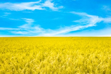 Ukrainian flag. Picturesque view of yellow wheat field under blue sky
