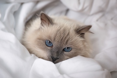 Photo of Adorable Birman cat under blanket at home, closeup