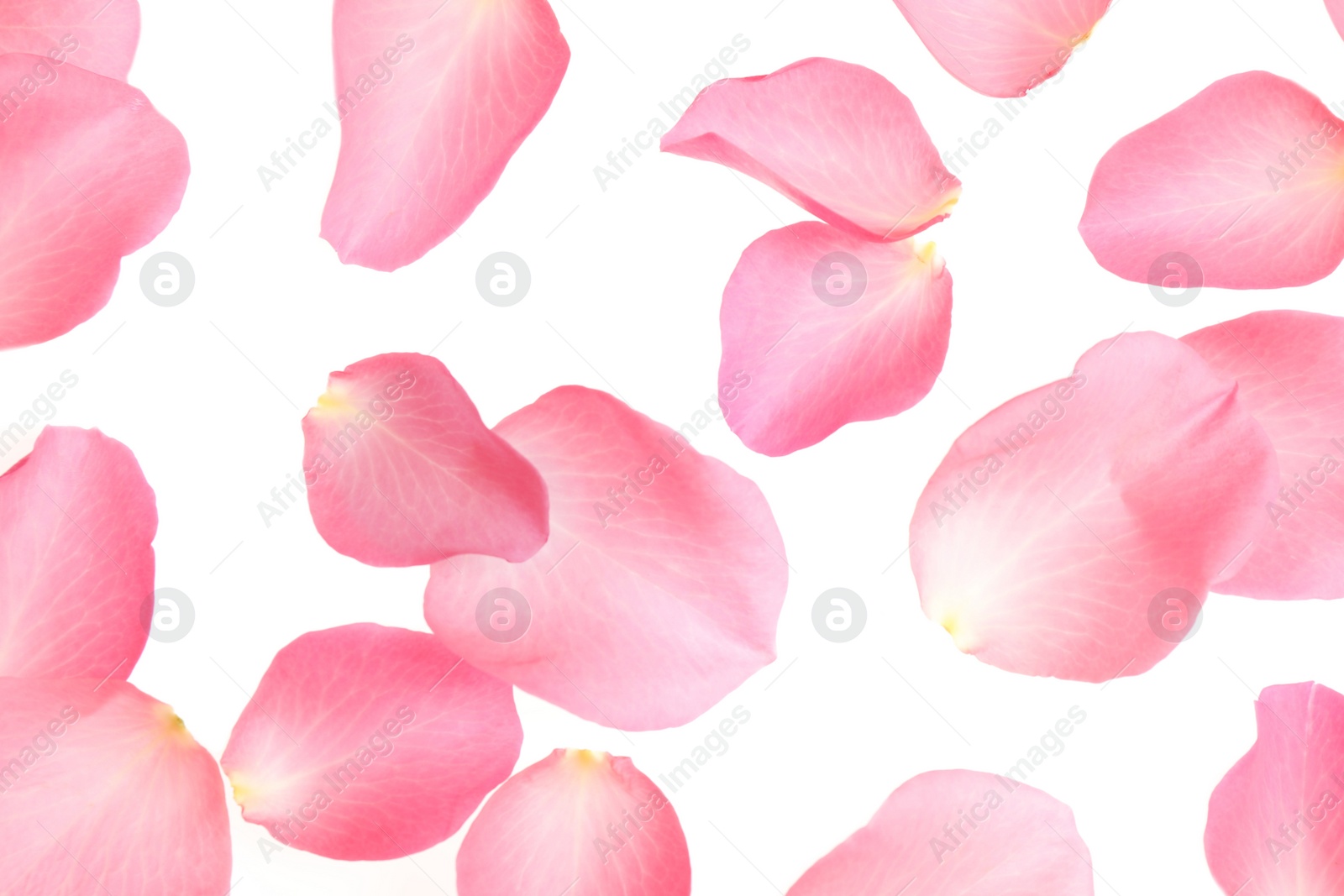 Photo of Fresh pink rose petals on white background, top view