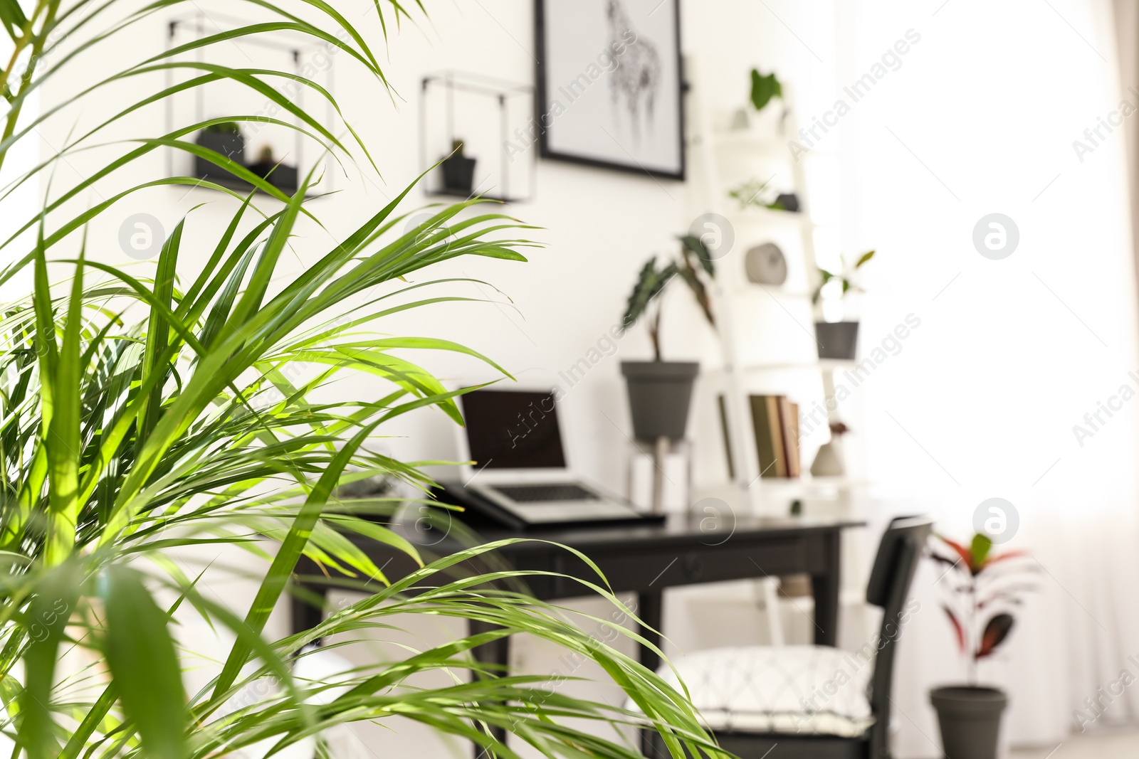 Photo of Palm branches and blurred view of room on background, space for text. Trendy home interior with plant