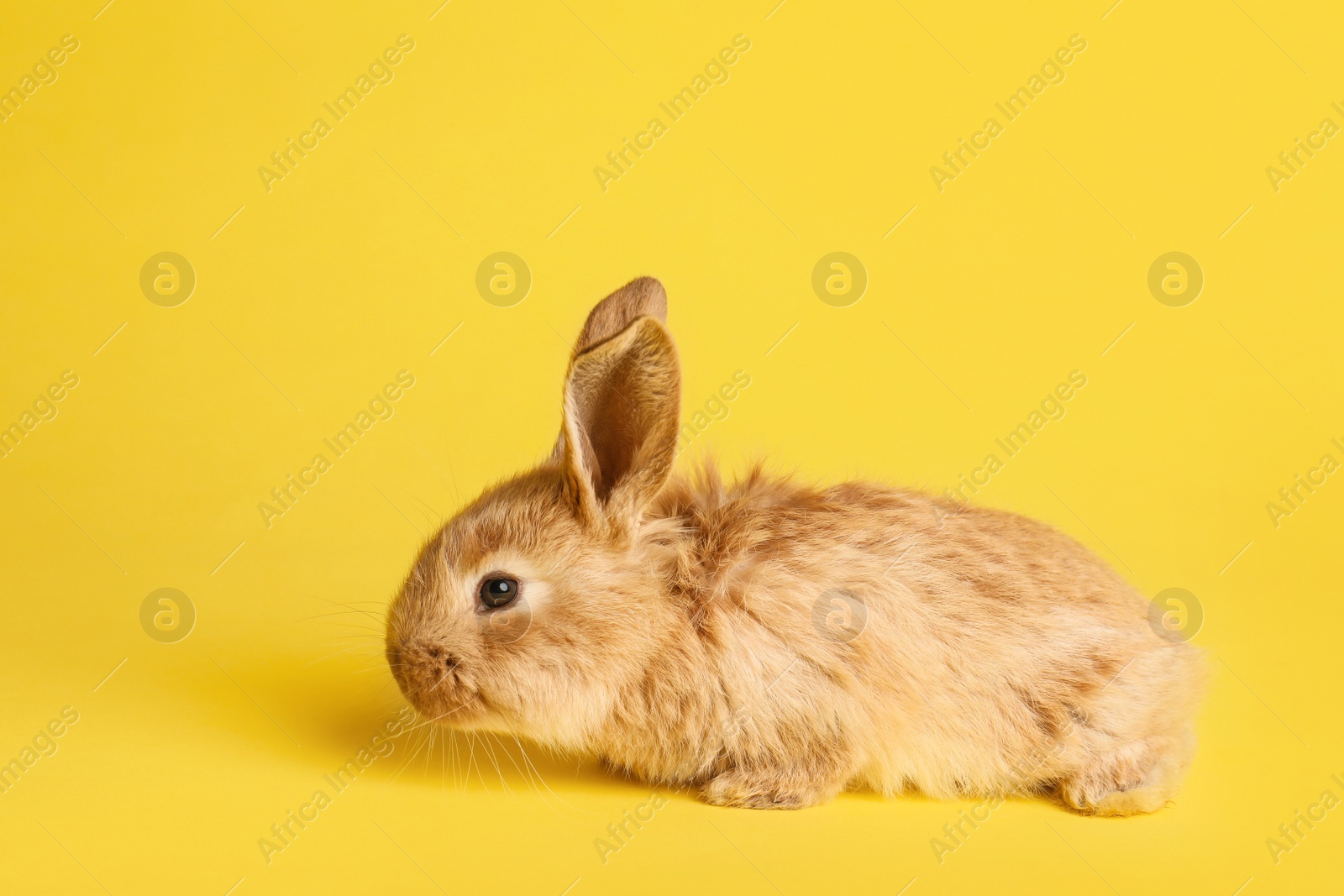 Photo of Adorable furry Easter bunny on color background