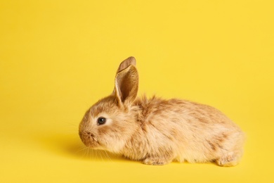 Adorable furry Easter bunny on color background