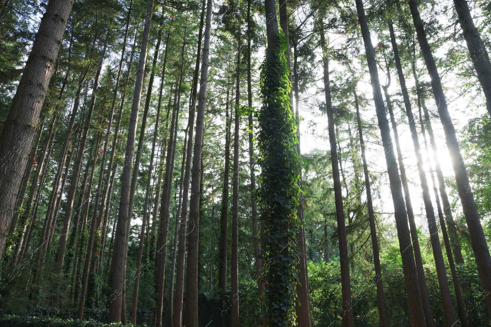 Photo of Beautiful view of green trees in forest