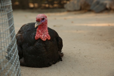 Photo of Beautiful domestic turkey in yard, space for text. Farm animal