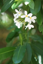 Photo of Beautiful white flowers at tropical resort on sunny day