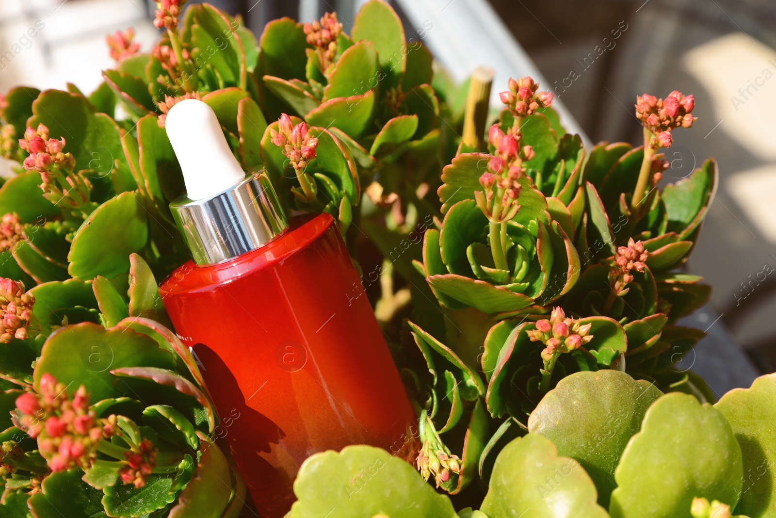 Photo of Cosmetic bottle with dropper of essential oil in green plants outdoors on sunny day, closeup