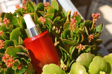 Cosmetic bottle with dropper of essential oil in green plants outdoors on sunny day, closeup