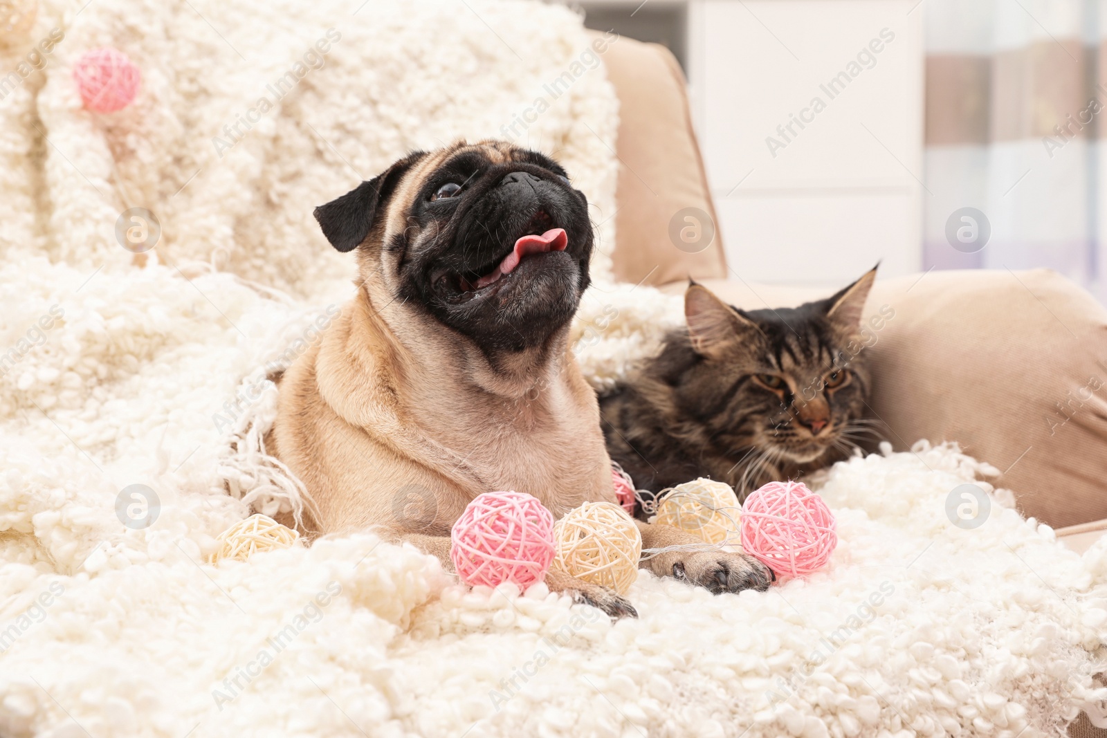 Photo of Cute cat and pug dog with blanket on sofa at home. Cozy winter